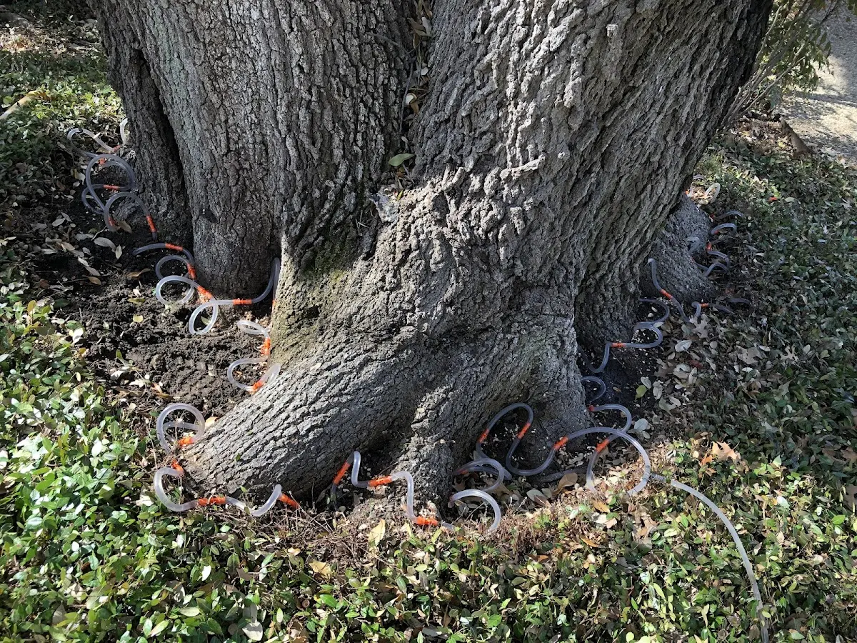 Detailed Tree Cabling and Bracing job site in Hillpoint