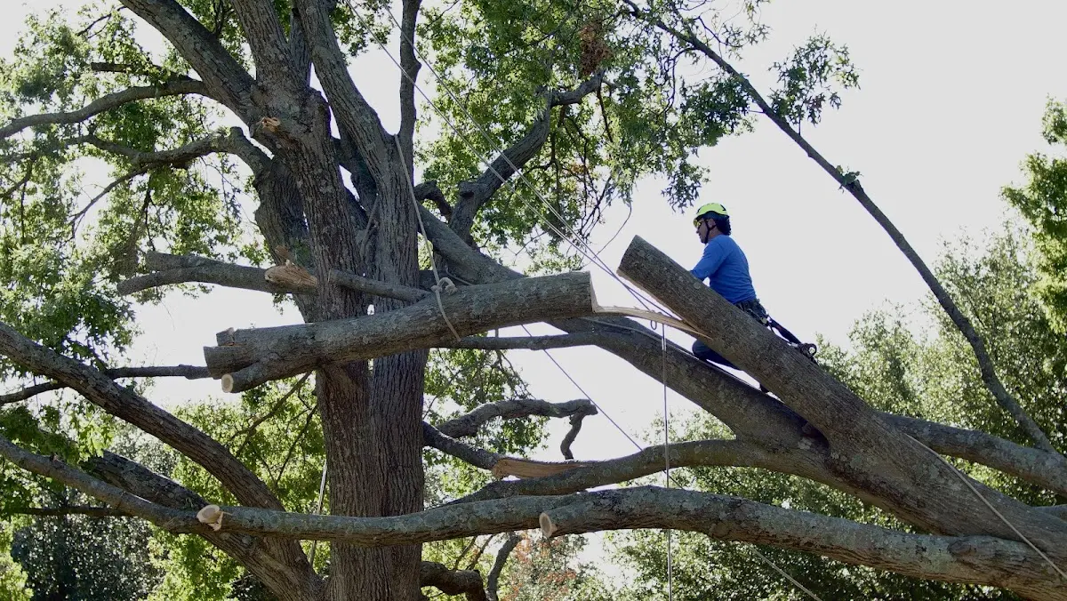 Professional Hazardous Tree Removal performed by certified arborists in Hillpoint