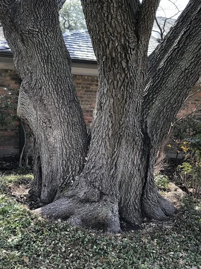 Mature heritage tree close to a Hillpoint property cared for by certified arborists